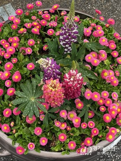 울진군 전역 아름다운 봄꽃으로 물들다