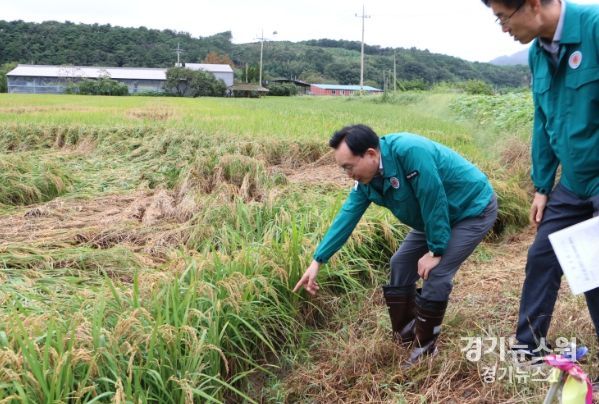 벼멸구 피해 농경지 현장을 방문한 윤병태 나주시장(왼쪽)