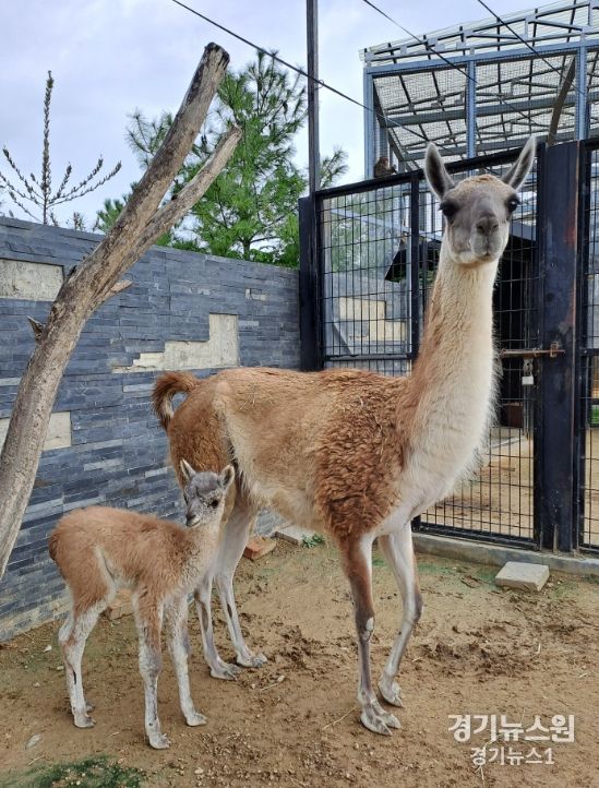 왕피천공원 동물농장 과나코 새 가족 출생