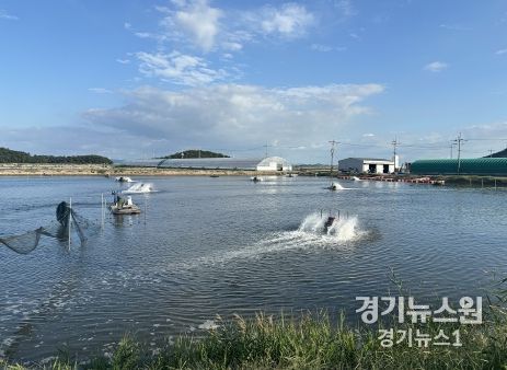 신안군 축제식 새우양식장에서 수차를 가동하고 있다.