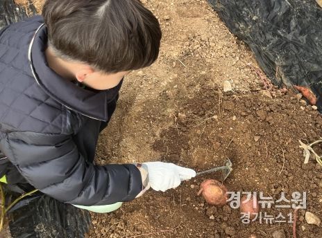 경기도어린이식품안전체험관 부천센터 텃밭 체험 프로그램 참여 어린이가 고구마를 수확하고 있다.