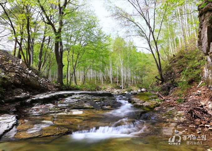 다가오는 봄 여행 추천 명소, 영양군 자작나무숲