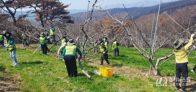 경북교육청, 영덕 산불 피해 농가 일손 돕기에 ‘구슬땀’