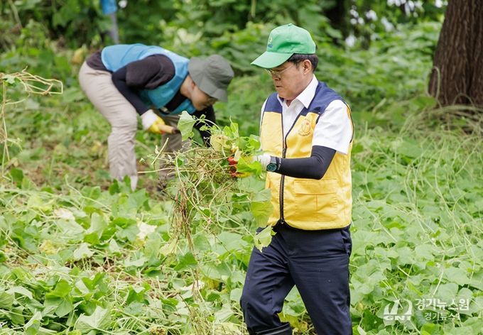 진교훈 서울 강서구청장(오른쪽)이 강서습지생태공원 일대에서 환경 단체 등과 함께 생태계 교란종인 환삼덩굴과 가시박을 제거하고 있다.