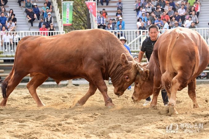 제129회 진주 전국민속소힘겨루기대회’