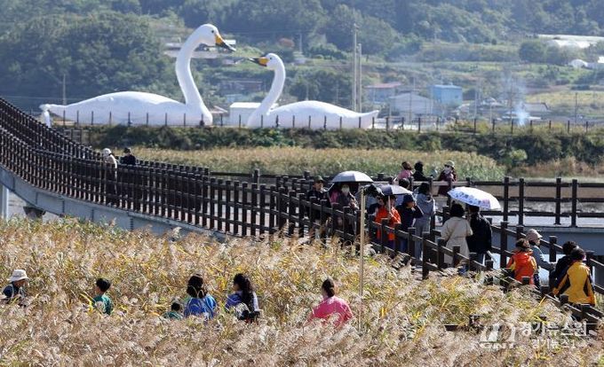 지난해 강진만 생태공원에서 열린 강진만 춤추는 갈대축제 모습