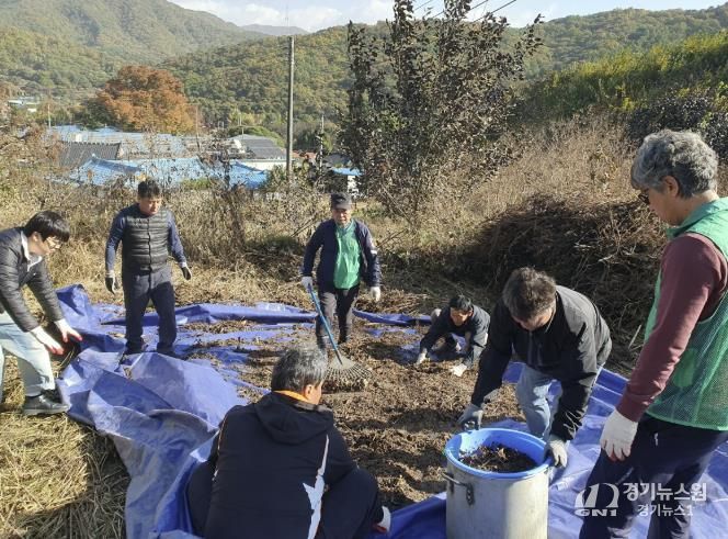 동두천시 보산동 새마을지도자협의회, 휴경지 텃밭 들깨 수확