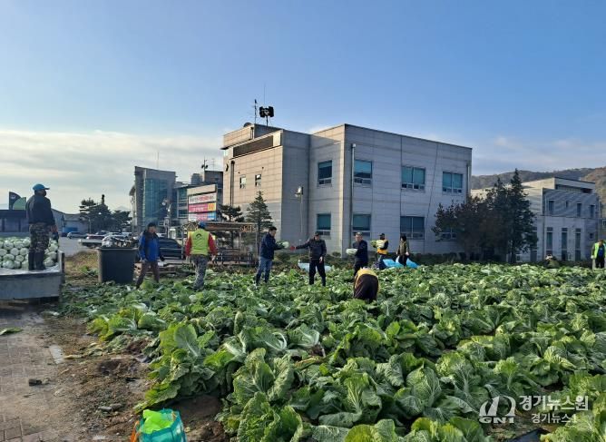 양평군 양동면 지역사회보장협의체, 기관·단체와 함께 동절기 배추·무 수확