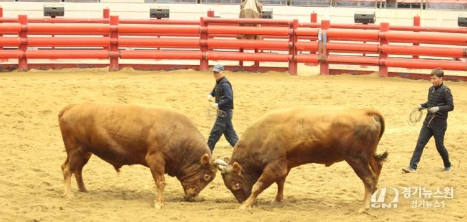 2025년 청도군 전국 민속 소싸움대회 성황리 종료