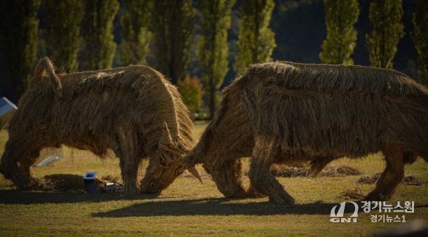 짚 황소 머리를 맞대고 싸우는 소를 짚을 활용하여 역동적으로 표현(사진제공=아름다운강천 사회적협동조합)
