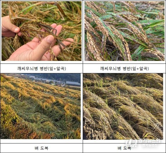 벼 깨씨무늬병 병해 피해 사진