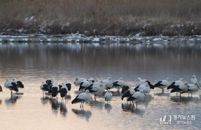 고창 해리천 황새-클로즈업.