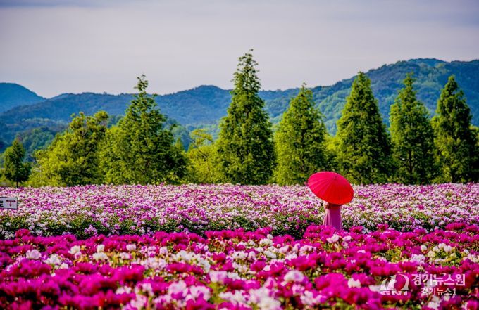 합천군 보도자료(합천군, ‘2026 지역사랑 휴가지원 시범사업’ 공모 선정) 핫들생태공원(작약재배단지) (5월 초 개화)