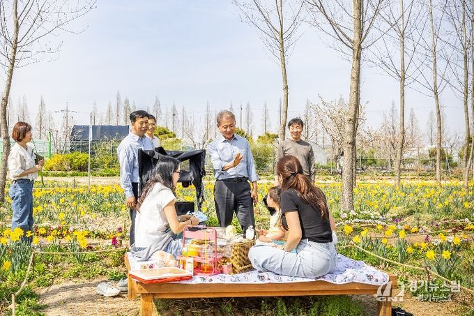 계양아라온 수선화 절정... 윤환 구청장 현장 점검