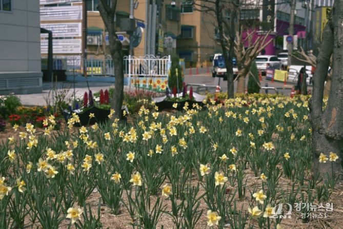 올봄에도 '꽃피는 시흥시 신현동', 가로화단 정비 눈길